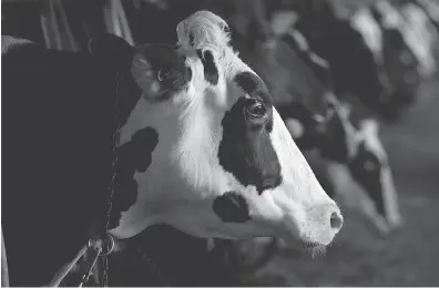  ?? CHRISTINNE MUSCHI / BLOOMBERG FILES ?? Cows are milked at a dairy farm in Quebec. Supply management is the system of quotas, tariffs and guaranteed prices that distort the production of poultry, eggs and dairy in Canada, writes Lauren Heuser.