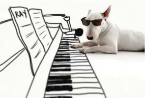  ??  ?? This photo shows his bull terrier, Jimmy Choo, with a piano keyboard that Mantesso has drawn in on the floor around him, at his studio in Belo Horizonte, Brazil.—AP photos