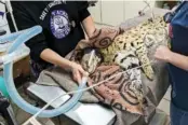  ?? RAY ANDERSON/CINCINNATI ANIMAL CARE VIA AP ?? A serval is treated in January after it was found to have cocaine in its system in Cincinnati.