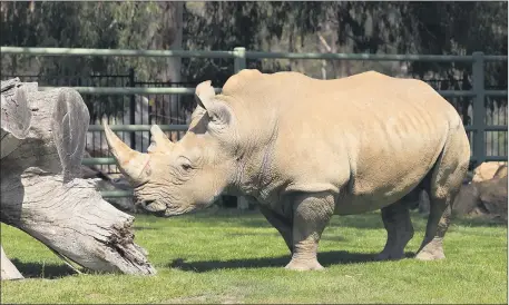  ??  ?? FATHER TO BE: Halls Gap Zoo’s southern white rhino Kifaru will be swapped with another bull at Werribee to meet three potential mates. The move is part of a rhino-breeding program aiming to conserve population numbers.