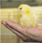  ??  ?? Le Groupe Réal Côté, basé à Ange-Gardien en Montérégie, compte des fermes d’élevage de poulettes d’incubation, des fermes d’oeufs d’incubation, un couvoir et des fermes de poulets à griller.