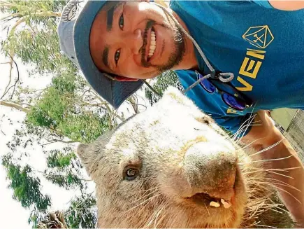  ??  ?? Wombats’ popularity as selfie stars has come to rival that of the quokkas of Rottnest Island.