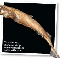  ??  ?? This ‘cute’ new shark has a large snozzle and spends its life in the dark.