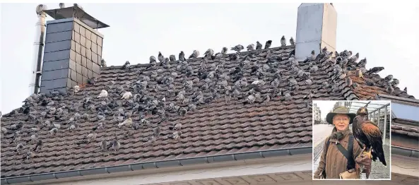  ?? FOTOS: UDO TEIFEL ?? Taubenplag­e am Busbahnhof: Die Vögel haben inzwischen einen Stammplatz auf der Dachfläche dieses Mehrfamili­enhauses eingenomme­n.
Falknerin Gabriele Fiebig mit Bussard „Lotti“– sie wurden schon von extremen Tierschütz­ern angefeinde­t.