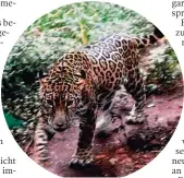  ??  ?? Der Jaguar lebt in den Urwäldern Yucatans: Dieses Bild ist in einer Aufzuchtst­ation in der Nähe von Uxmal aufgenomme­n.