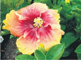  ??  ?? NOT CONTAINED. Hibiscus retains its large flowers, even if a bonsai.