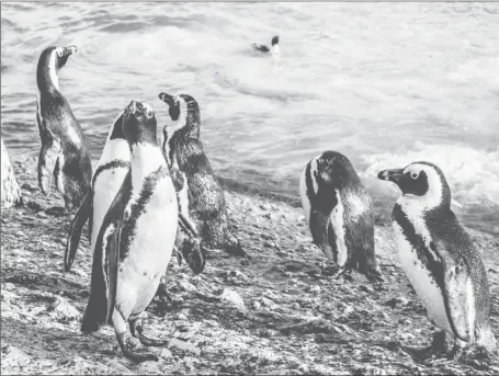  ?? ?? Waddlers on land, penguins move at great speeds underwater (Image by wirestock on Freepik)