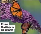  ?? ?? Prune Buddleja to aid growth