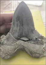  ?? SAN FRANCISCO PUBLIC UTILITIES COMMISSION ?? A megalodon shark tooth as big as a human hand was found at the Calaveras Dam constructi­on site in 2014.