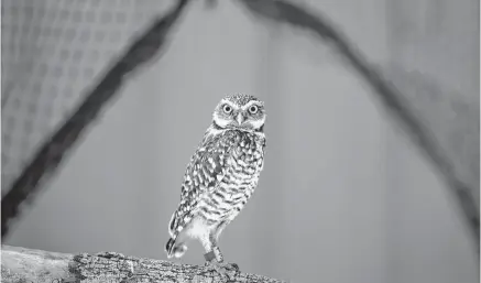  ?? JEFF MCINTOSH
CP ?? A burrowing owl is seen at the Calgary Zoo Conservati­on Centre near Calgary on Friday.•
