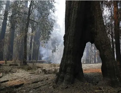  ?? AP FILE ?? HIGH INTENSITY: A redwood forest smolders in Big Basin Redwoods State Park, Calif., last year after wildfires tore through. Sequoia National Park was shut down this week as wildfire threatened its massive trees.