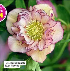  ?? ?? Helleborus Double Ellen Picotee