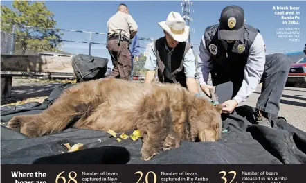  ?? LUIS SÁNCHEZ SATURNO/NEW MEXICAN FILE PHOTO ?? A black bear captured in Santa Fe in 2012.