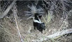  ?? JON HAMMOND / FOR TEHACHAPI NEWS ?? A young skunk near Tehachapi Mountain Park.