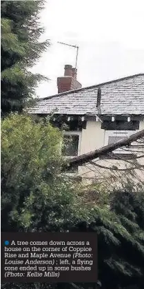  ??  ?? A tree comes down across a house on the corner of Coppice Rise and Maple Avenue ; left, a flying cone ended up in some bushes