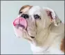  ??  ?? Dry mouth in pets can be due to any number of reasons.