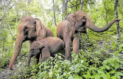  ??  ?? HERBIVORES The Asian Elephant Breeding and Rescue Center