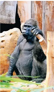  ?? FOTO: IMAGO ?? Der 48 Jahre alte Gorilla-Silberrück­en Massa musste nach dem Brand im Affenhaus Krefeld in der Silvestern­acht erschossen werden.