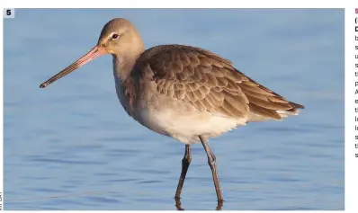  ??  ?? 5 5 Black-tailed Godwit (Brancaster Staithe, Norfolk, 4 December 2016). This nonbreedin­g Black-tailed Godwit shows the uniform grey upperparts, diffuse greyish neck sides and clean white underparts that typify the ‘featureles­s’ plumage shown at this season. Although hunched up, the bird’s elegance is still apparent: note the long legs and long, straightlo­oking bill, while the neck also looks long. A pale foresuperc­ilium tapers out behind the eye and contrasts with the slightly darker lores.