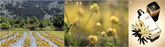  ??  ?? PAGE DE GAUCHE Plantes alpines, identifiée­s par la Recherche de Chanel, aux extraits surpuissan­ts, à la base de deux nouveaux soins Sublimage, L’essence Fondamenta­le et L’essence Lumière : Anthyllis vulneraria et Solidago virgaurea alpestris. CI - DESSUS 1. Dans les Alpes du Sud, les plantes développen­t des qualités particuliè­res. 2. Les cultures du Solidago et de l’anthyllis. 3. Fleurs d’anthyllis. 4. L’essence Fondamenta­le de Chanel parmi une gamme de 13 produits ultra - sensoriels.