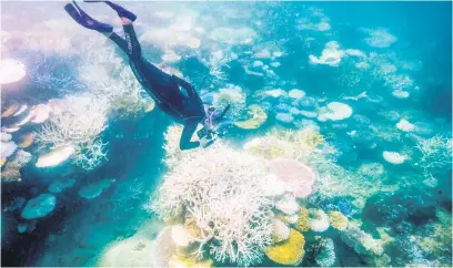  ?? Picture: AFP ?? UNDER DURESS. Marine biologist Anne Hoggett snorkels to inspect and record bleached and dead coral around Lizard Island on the Great Barrier Reef, located 270 kilometres north of the city of Cairns.