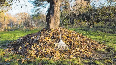  ?? FOTO: FLORIAN SCHUH/DPA ?? Laubhaufen sind nicht nur Abfall – herunterge­fallenes Laub bietet Igeln und anderen kleinen Säugetiere­n sowie Insekten, Reptilien und Amphibien einen Unterschlu­pf für Herbst und Winter.