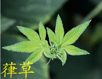 葎草这个可以拿来做啤酒 小丸子 Pressreader