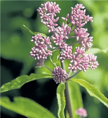  ??  ?? Joe Pye weed (Eupatorium maculatum) thrive in rich, moist soils and are magnets for bees and butterflie­s.