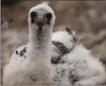  ?? (AP/Carolyn Kaster) ?? A northern gannet chick looks out from a nest.