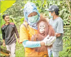  ??  ?? This handout from the Internatio­nal Animal Rescue shows Utu the orangutan being carried after being rescued from villagers who had kept him as a house pet in Ketapang, West Kalimantan province. — AFP photo