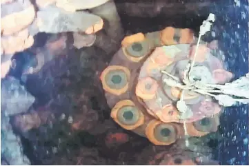  ??  ?? This frame grab taken from a handout video from an underwater robot and provided by Japan’s Internatio­nal Research Institute for Nuclear Decommissi­oning (IRID) shows the lower part of a control rod drive inside reactor No.3 at Fukushima Daiichi nuclear...