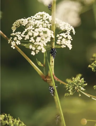  ??  ?? Lanternfli­es (third-stage instars) feeding on wildflower­s in Pennsylvan­ia.
Sightings of the insect there have increased fivefold since
last year.
Penn State entomologi­st Heather Leach, here addressing a community group, drove more than 20,000 miles in her outreach efforts last year.