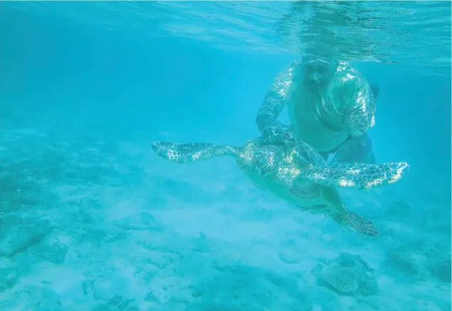  ?? Photo: New York Times ?? Pita Qarau catching a hawksbill turtle to monitor its health on the island of Yadua in November.