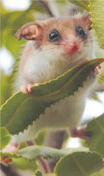  ??  ?? Peter the pygmy possum is the face of a Trees For Life campaign. PICTURE: PETER WATTON