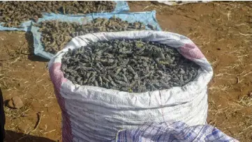  ?? ?? Matabelela­nd South has been experienci­ng a rush for mopane worms since November last year