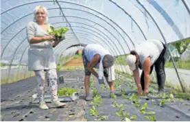  ?? ?? Cijene formiraju 1. siječnja i iste su cijelu godinu pa tako kilogram Biomarine blitve košta 20, paprike
12, rajčice 15, mrkve 12 kuna... Nešto su malo poskupjeli u odnosu na lani, ali i radnicima su povećali plaće, kaže Željko