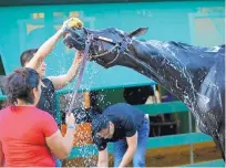  ?? PATRICK SEMANSKY/ASSOCIATED PRESS ?? Kentucky Derby winner Always Dreaming gets washed after a workout at Pimlico on Thursday.