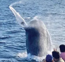  ?? PHOTO COURTESY CAPTAIN JOHN BOATS ?? OLD FRIEND: Salt the whale greets visitors on a whale watch cruise from Captain John Boats.