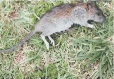  ??  ?? The rat that was found in Lynsey Talbot’s garden.