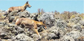  ?? MICHAEL PATRICK MARKLEVITZ ?? An entrancing sighting of the rare Ethiopian wolf.