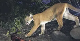  ?? National Park Service ?? THE PUMA KNOWN as P-39 was fatally struck by a car in December. She was the 13th known mountain lion killed on Los Angeles County roads since 2002.