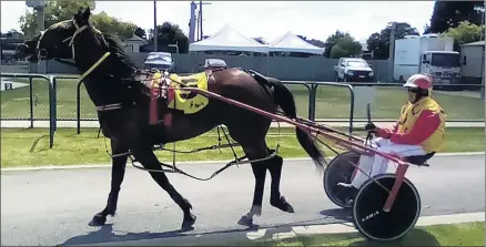  ?? ?? READY: Mt Gambier horseman David Drury returns to the stalls with his four-year-old gelding Dina Mo after their victory at Horsham last month. Drury and his charge will line-up again in race seven at Stawell on Thursday.