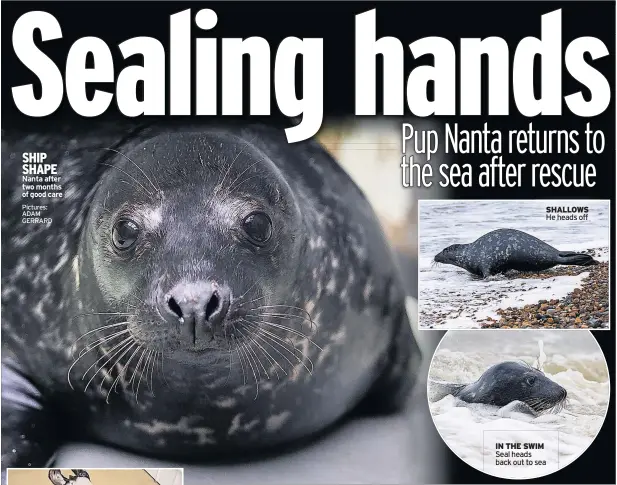  ?? Pictures: ADAM GERRARD ?? SHIP SHAPE Nanta after two months of good care
SUFFERING Nanta back in December
SHALLOWS He heads off
IN THE SWIM Seal heads back out to sea
