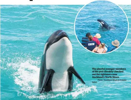  ?? Photo / Auckland Whale & Dolphin Safari ?? The playful younger members of the pod cheekily checked out the sightseers near Auckland’s North Shore.