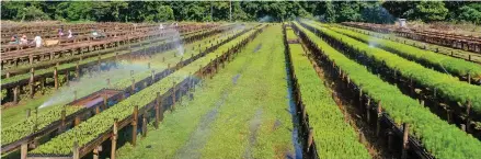  ?? Photo: Fiji Pine Group ?? The Fiji Pine Limited’s new nursery, ‘Gaunavou Nursery’, establishe­d in 2021 at Drasa, Lautoka, with a 1.5million seedling capacity.