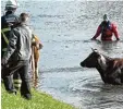  ??  ?? Eine Kuh, deren Weide bei Hamburg von Wasser eingeschlo­ssen wurde.