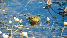  ??  ?? Was schaut denn da aus dem Wasser? Unsere Flüsse und Seen sind Lebensraum für eine ganze Reihe an Tierarten.