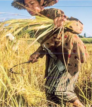  ?? ?? La covid-19 aumentó el riesgo de hambre en el mundo y por ello los países deben incrementa­r la resilienci­a de sus sistemas agroalimen­tarios.