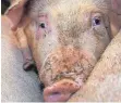  ?? FOTO: JASPERSEN/DPA ?? Erneut sollen Schweine falsch gehalten worden sein.