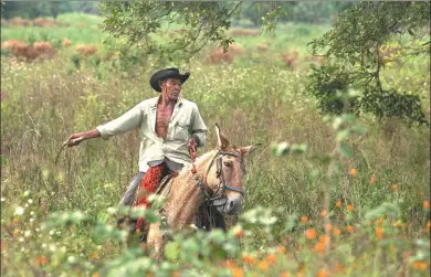  ?? ERALDO PERES / ASSOCIATED PRESS ?? Cowboy Joao Aquino Pereira rides his horse in Corumba in the Pantanal wetlands of Mato Grosso do Sul state, Brazil. Each day, the cowboys and animals traverse about 18 kilometers from dawn until 3 pm in temperatur­es averaging about 32 C during the day.